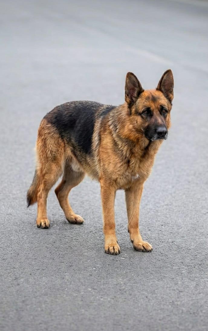 alman çoban köpeği