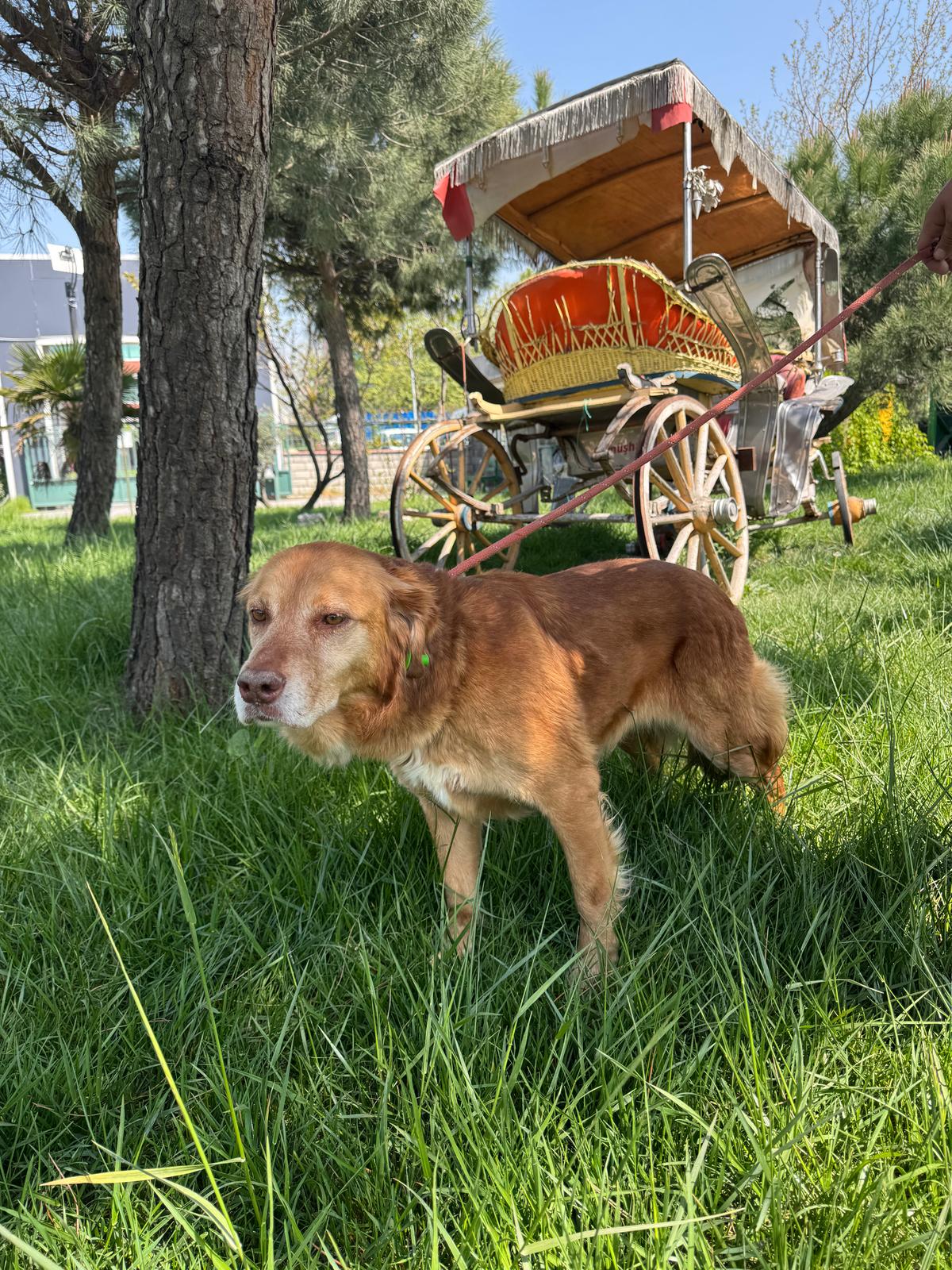 golden