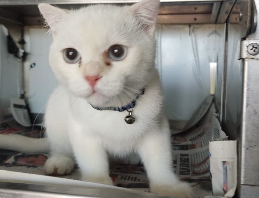 van kedi melezi
