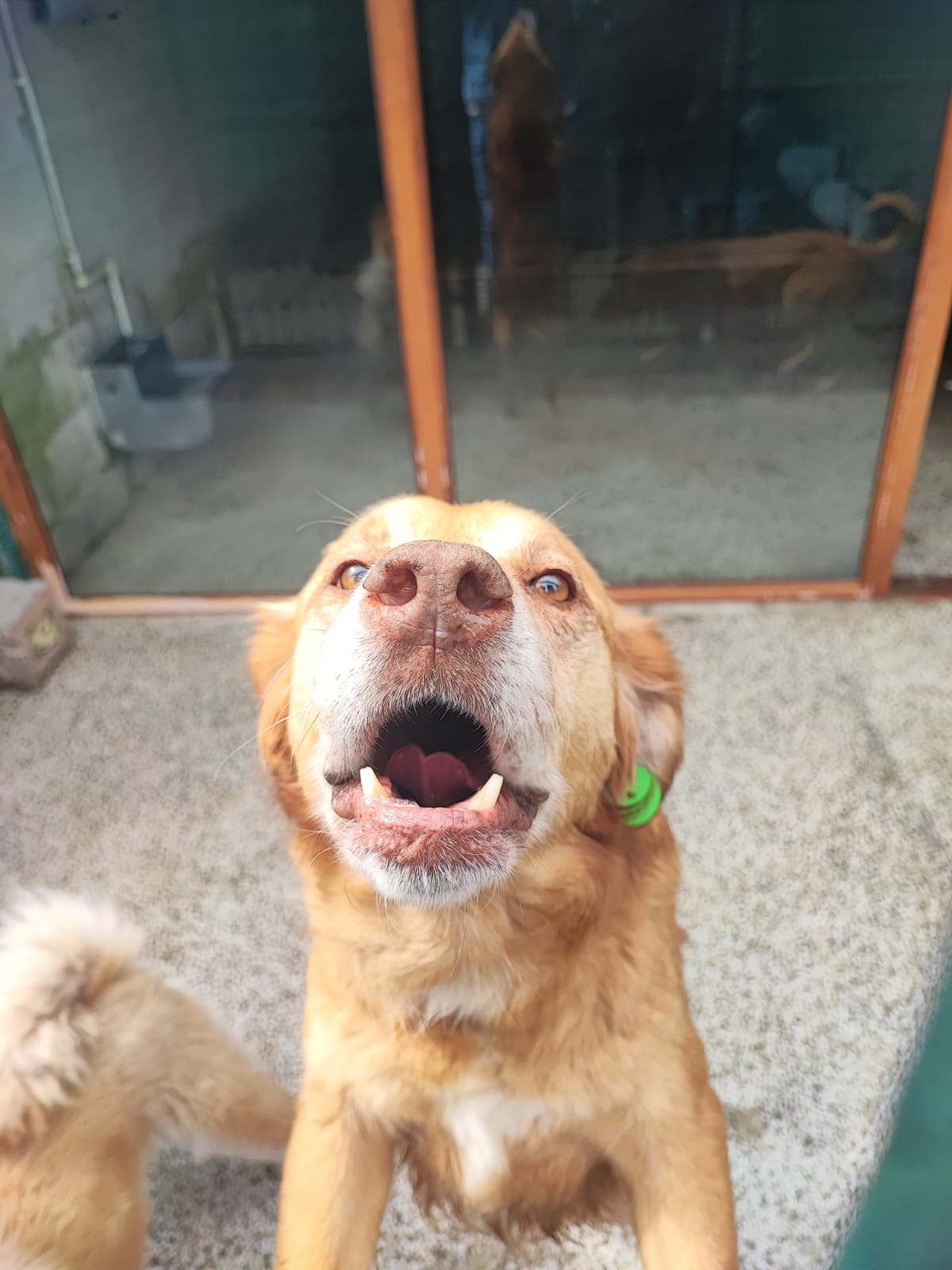 golden